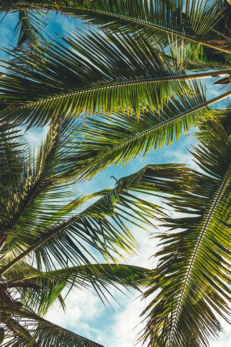 20 Palm Tree Immagini Hd Scarica Immagini Gratis Su Unsplash