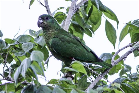 Black Billed Parrot — Jamaican Petrel