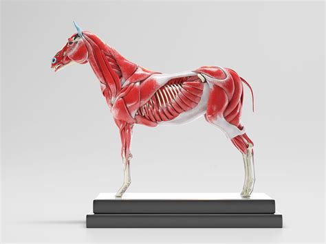Artstation Horse Anatomy With Internal Organs 4k Textures 3d Model