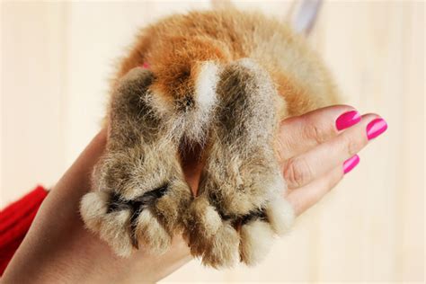 Do Rabbits Have Paw Pads Everything You Need To Know The Rabbit Corner