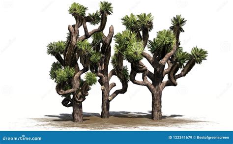 Several Different Joshua Trees Stock Illustration Illustration Of