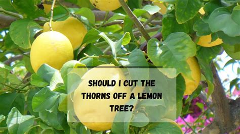 9 Reasons Why Do Lemon Trees Have Thorns Everything Arboriculture