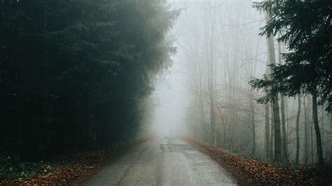 Download Wallpaper 2048x1152 Fog Road Trees Branches Autumn
