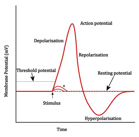 Action Potential Process