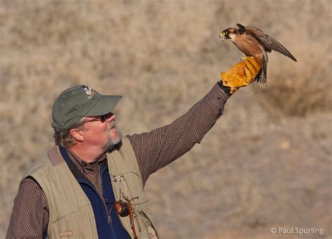 Taita Falcon Falco Fasciinucha In Explore Raptors Facts Habitat
