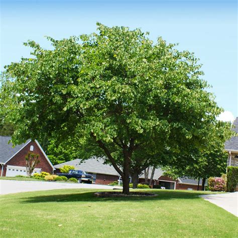 California-Grown Eastern Redbud Trees for Sale- FastGrowingTrees.com