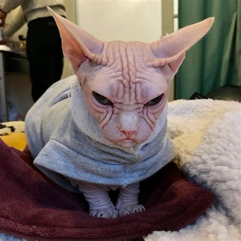 Meet Loki The World S Grumpiest Sphynx Cat Who Looks Like He S Judging Your Poor Life Choices