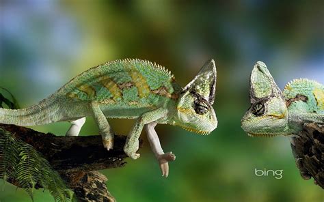 Chameleons Lizards Animals Hd Wallpaper Peakpx