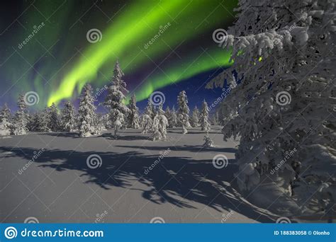 Northern Lights Aurora Borealis Over Snow Covered Forest Beautiful