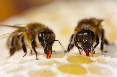 Bienenzuchtverein Bendorf Honigbienen