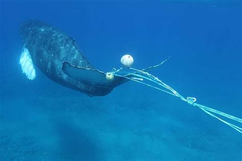 Ocean Defenders Alliance Whales And Marine Debris