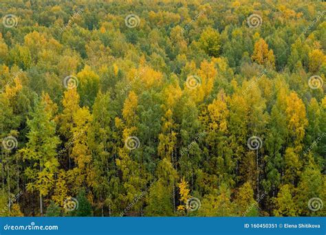 Autumn Forest Top View Background From Trees With Yellowing Bright