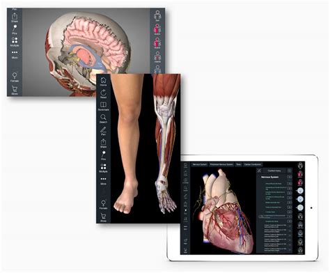 Essential Anatomy Vs 3d Anatomy Hoolisignal