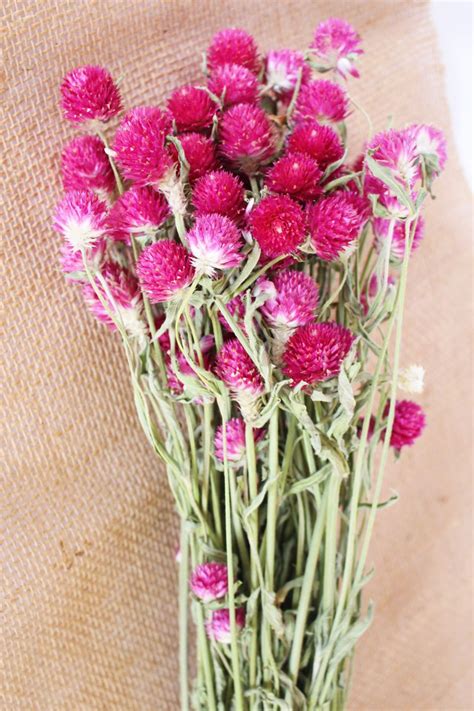 Maybe you would like to learn more about one of these? Dried Amaranth | Fried Flowers | Wholesale Floral