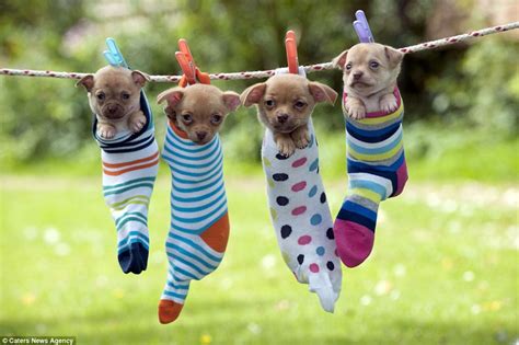 Puppies Relax In Striped Hammocks In Heartwarming Photos