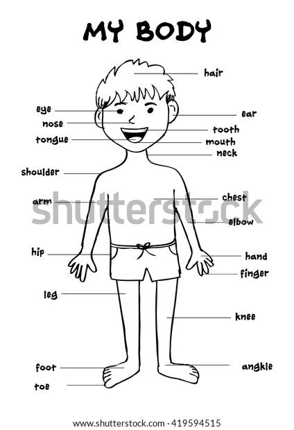 My Body Educational Info Graphic Chart Vector De Stock Libre De