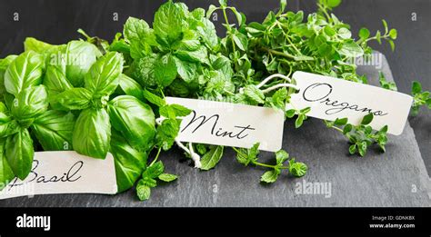 Aromatic Herbs Bunch Basil Mint And Oregano With Labels Stock Photo