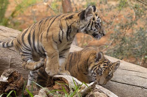 2 Rescue Tiger Cubs Now Living Together At San Diego Zoo
