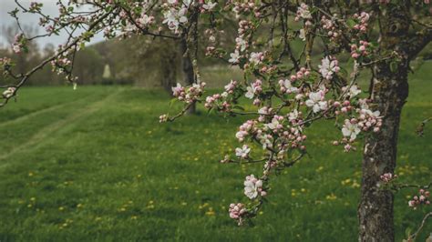 Pretty Photos Of Cherry Blossoms Popsugar Smart Living Photo 19