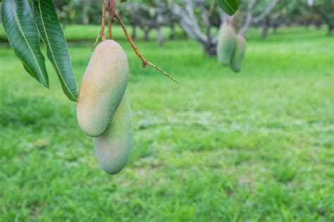 Mahachanok Mango Orchard Stock Photo Image Of Fresh 75491124