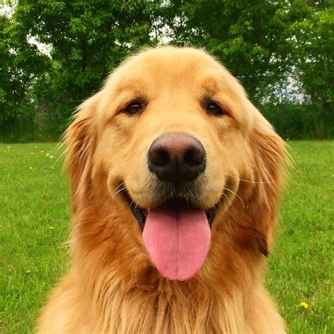 Finn Perfect Golden Smile Dogs Golden Retriever Most Beautiful