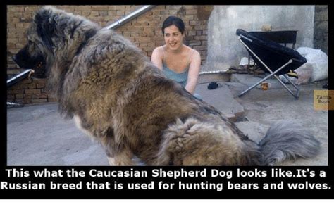 Search Russians Bears Memes On Meme
