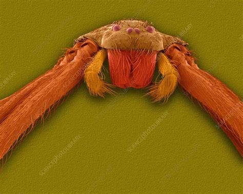 Brown Recluse Spider Loxosceles Reclusa Sem Stock Image C032