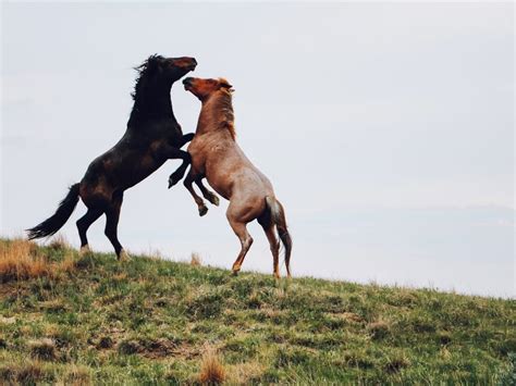 Wild Horses At Play In Theodore Roosevelt National Park Smithsonian