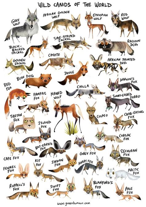 Green Humour Wild Canids Of The World Animal Infographic Animals