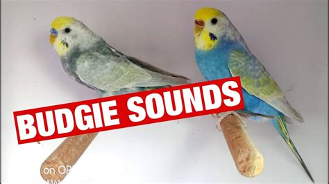 Budgie Sounds 3 Hour For Lonely Budgies Budgerigar Sounds To Play