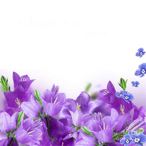 Beautiful Purple Flower Frames Photograph By Boon Mee Fine Art America