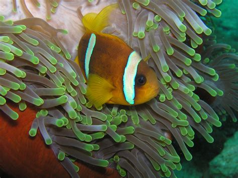 Gratis Afbeeldingen Duiken Onderwater Groen Fauna Koraalrif