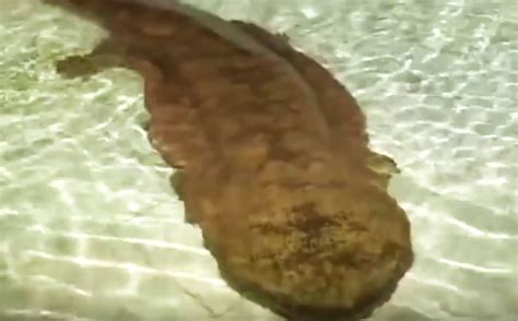 200 Year Old Living Fossil Giant Salamander Discovered Near A Cave In