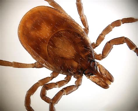 Cdc Study Shares County Maps Of 7 Diseases Spread By Blacklegged Ticks