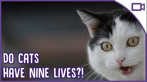 Do Cats Really Have Nine Lives Truth Or Myth Youtube