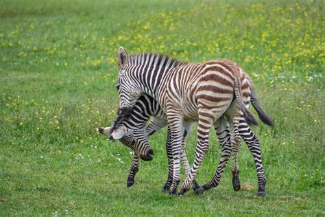 What are zebras' natural enemy? Jungle Maps: Map Of Africa Where Zebras Live