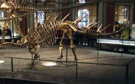 Kentrosaurus Devon Dink Dino Wiki Fandom Powered By Wikia