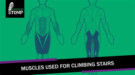 Muscles Used For Climbing Stairs Stadium Stomp