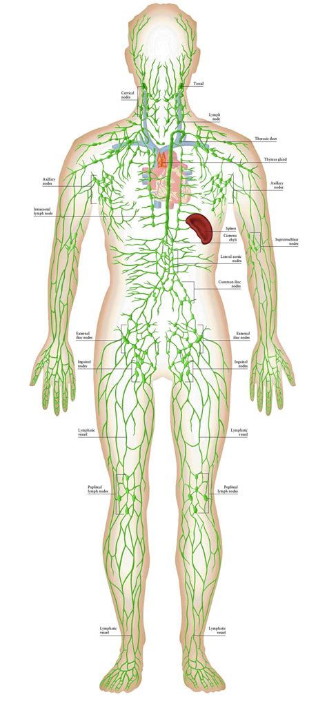 Pin By Tina Amundson On Lymph Lymphatic System Anatomy Lymphatic System Lymphatic