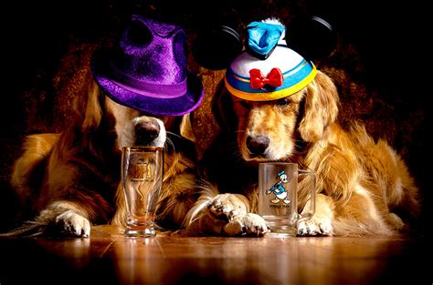 Image Golden Retriever Dogs Two Hat Highball Glass Animal