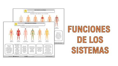 Funciones De Los Sistemas Del Cuerpo Humano