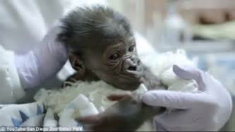 San Diego Zoo Baby Gorilla Born By C Section Introduced To