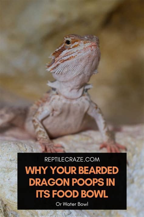 Why Your Bearded Dragon Poops In His Food Or Water Bowl Reptile Craze