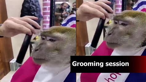 Watch Monkey Gets A Trim In A Salon Video Goes Viral Amazing But