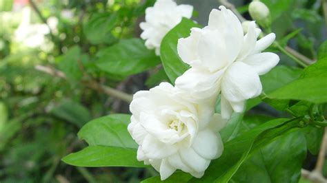 √ Jasmine Flower Pics