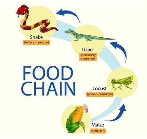 Download Science Food Chain Diagram For Free In 2023 Food Chain