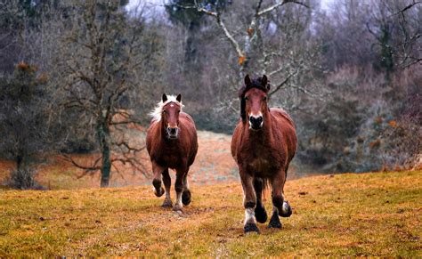 12 Stunningly Beautiful Horse Breeds