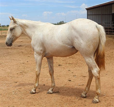 Texana Ranch Horses For Sale — Texana Ranch Quarter Horses