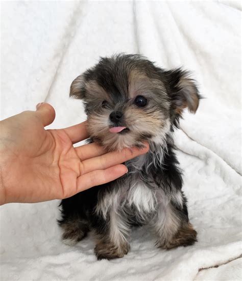 tcup morkie puppy teddy bear baby doll face iheartteacups