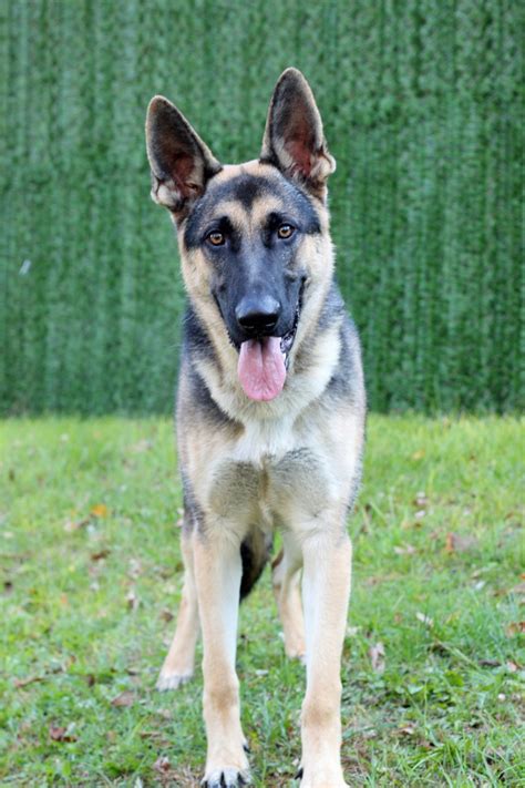 Tango Available German Shepherd Dog At Shepherds Hope Rescue